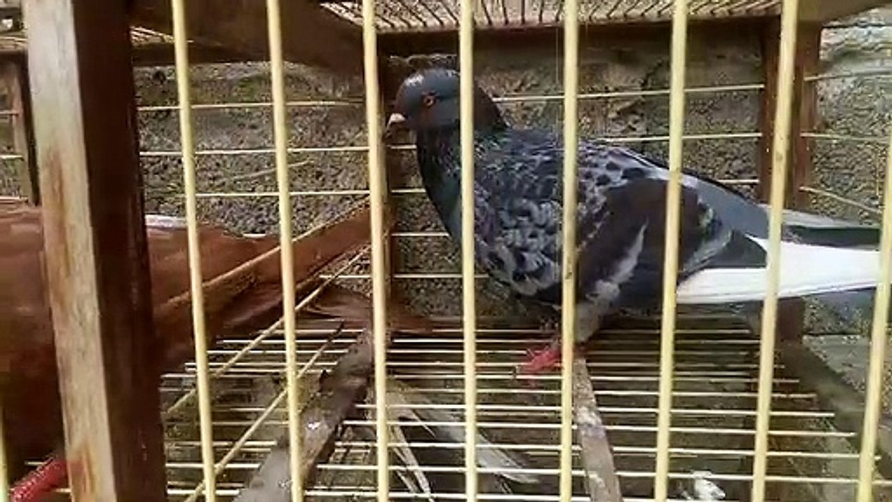 pigeon finished training Video Dailymotion