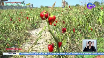 Tanim na sili at talong sa ilang lalawigan, apektado ng pabago-bagong panahon | BT