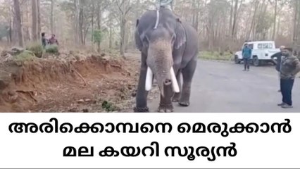 വിക്രമിന് വലംകയ്യായി സൂര്യനെത്തി;ഇനി 'മിഷൻ അരികൊമ്പൻ'