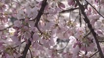 La primavera llega a Washington DC con el florecimiento de los cerezos