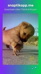 Cuộc phiêu lưu của chú chó đáng yêu dưới gầm tủ ( SnapTik App - snaptikapp.me)