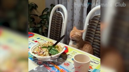 Funny Animals Videos 2023 Top Funny Video Collection For You you