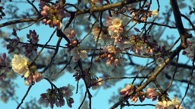 Les cerisiers en fleurs de Washington attirent les visiteurs