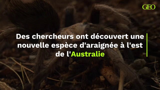 Une nouvelle espèce d'araignée découverte en Australie