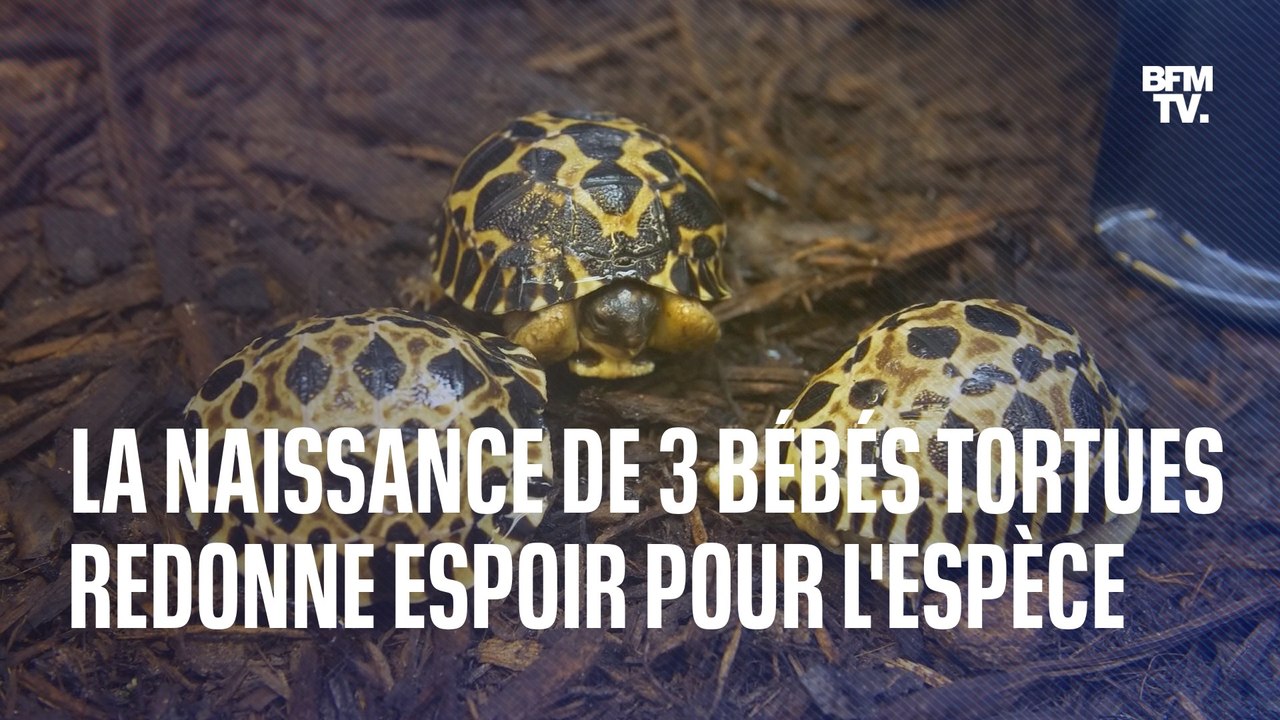 La naissance de trois bébés tortues redonnent espoir pour l'avenir d'une espèce menacée