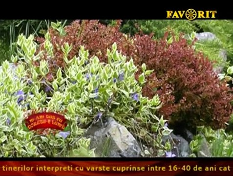 Ioan Chirila - Dragi mai erau sarbele (M-am dus cu dorutu-n lume - Favorit TV - 01.08.2016)