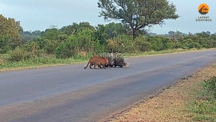 Porcupine Parents Protect Babies from Leopard
