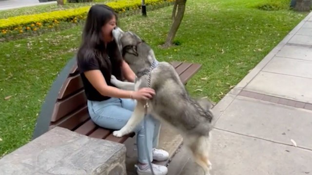 Dog Sniffs Stranger And Finds It's Owner After 10 Months Apart | Happily TV