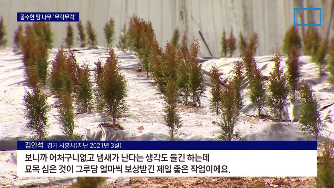 ‘LH 투기 사태’ 몰수한 땅 나무는 쑥쑥…현금보상 ‘코앞’