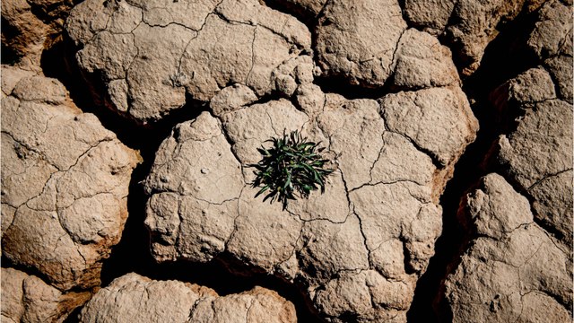 Extreme Trockenheit: Dürre macht sich in Europa breit