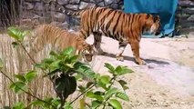 बाघ-बाघिन का क्वारंटाइन पूरा होने पर डिस्पले एरिया में छोड़ा