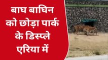 कोटा: अभेडा बायोलॉजिकल पार्क में दिखी नाहर व महक की अठखेलियां, देखें खबर