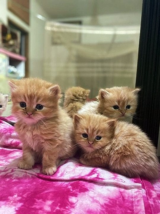 The babies