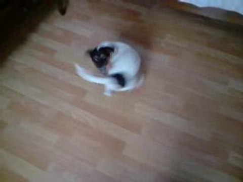 Jack Russel : Calin qui veut choper sa queue !