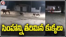 Street Dogs Strikes Lion In Gir Somnath _ Gujarat _ V6 News