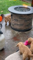 Cat Falls Prey To Puppy Pile