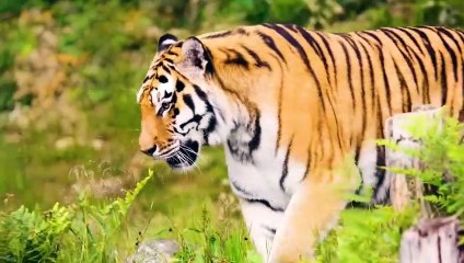 Kuwait Muslim Girl Lion Viral Video _ Muslim Girl Video