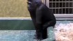 Chimp play funny tricks，then hit its head on tree.黑猩猩耍寶搞怪，結果一頭撞樹上，暈了！