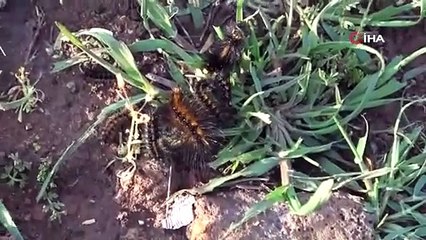 Diyarbakır’ın bir mahallesinde tırtıl yoğunluğu: Vatandaş tedirgin