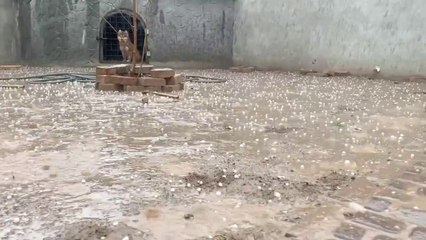 Farm Bnate Hoy Taiz Barish Agae #shehrmanidihat