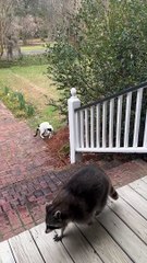 Biscuit the Raccoon is Porch Patrol