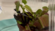 'This is so incredible!' - Toddler's reaction on Hungry Venus flytrap snapping shut on a fly
