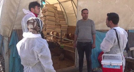 Şırnak’ta büyükbaş hayvanlara şap aşısı yapılıyor