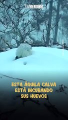 Amor de madre: águila calva protege a sus huevos a pesar de la intensa nieve