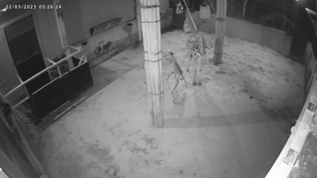 Le girafon se met debout pour la première fois à Pairi Daiza