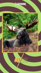 Descubramos cuál es el animal detrás de la silueta: el último es todo un reto