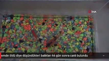 Depremde öldü diye düşündükleri balıkları 44 gün sonra canlı bulundu
