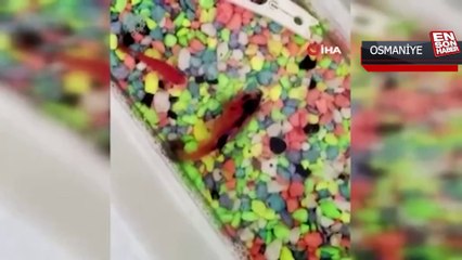 Depremde öldü diye düşündükleri balıkları 44 gün sonra canlı bulundu