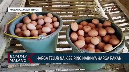 Download Video: Harga Telur Naik Seiring Naiknya Harga Pakan Ayam