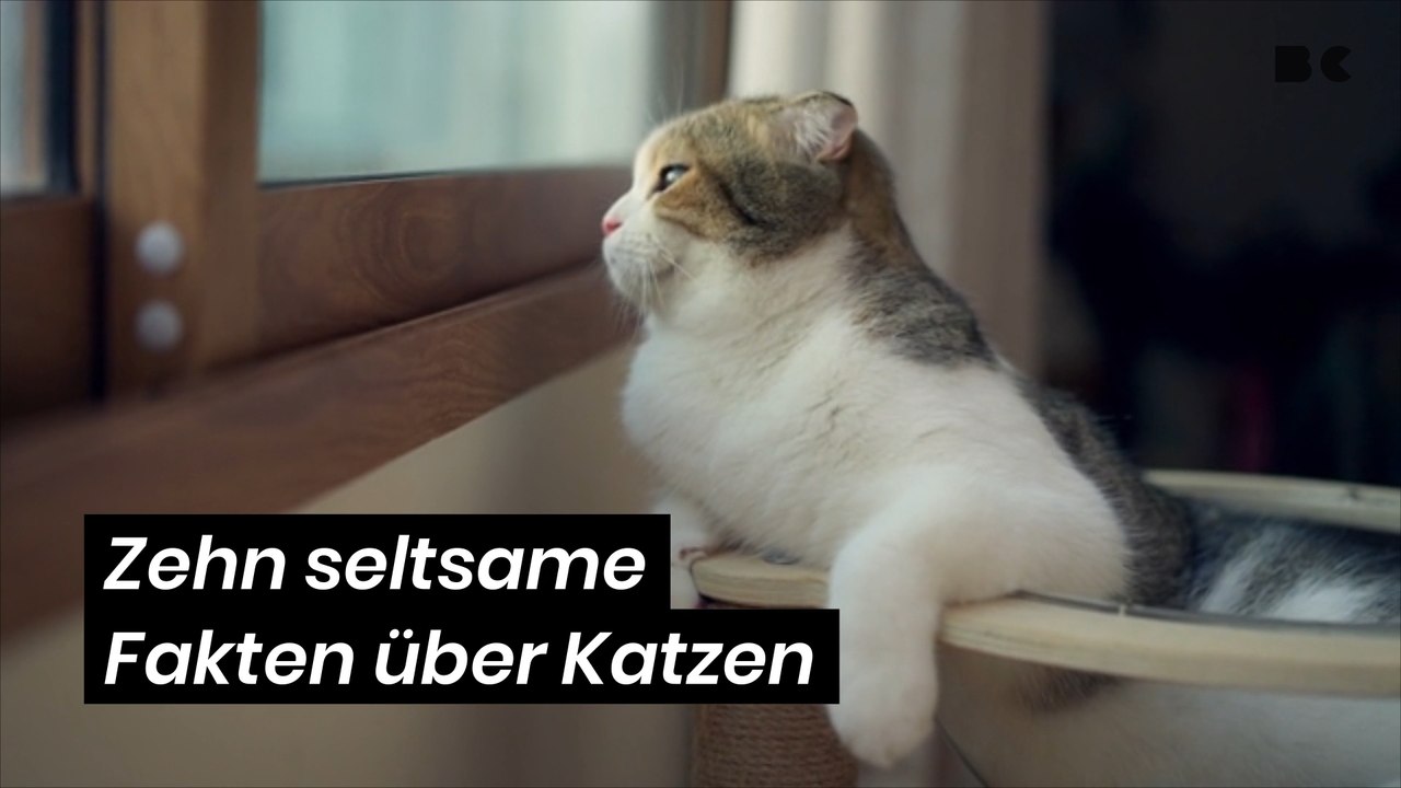 Zehn seltsame Fakten über Katzen