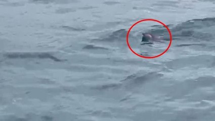 Bunun burada ne işi var? İstanbul Boğazı'nda su samuru görüldü