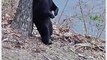 Bear Thoroughly Enjoys Scratching Its Back on a Tree