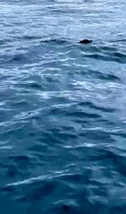 İstanbul Boğazı'nda ortaya çıkan su samuru şaşırttı: Bunun burada ne işi var?