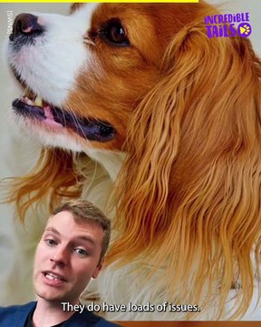 Top 5 Vet-Recommended Dog Breeds