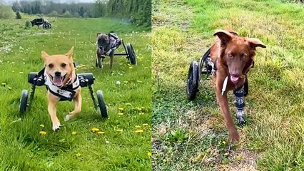 From Corporate World to Canine Crusader: How One Woman Quit Her Job to Save Dogs