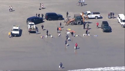Eight dolphins die after washing onto beach in New Jersey