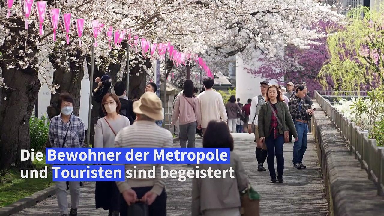 In Tokio blühen wieder die Kirschbäume