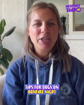 Keep Your Pup Calm: Firework Safety Tips for Dogs