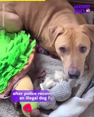 Hear Me Roar: A Story of a Dog Finding His Voice