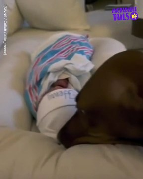 Adorable Encounter: Dog Meets Newborn Baby