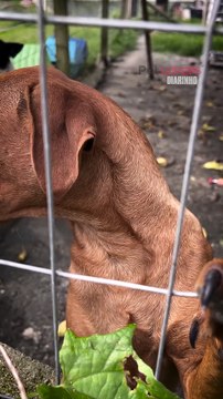 Políticas públicas das prefeituras garantem os direitos básicos dos animais