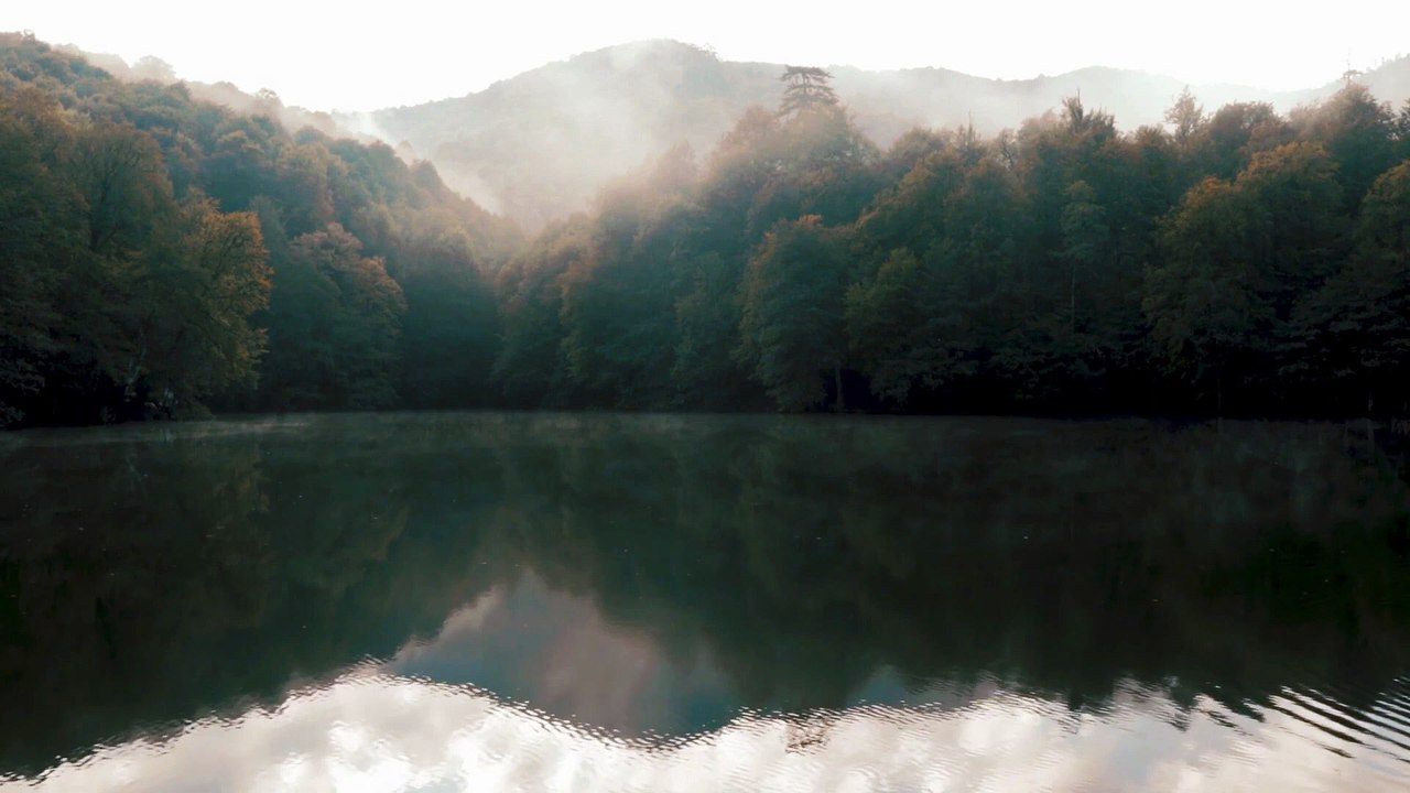 Rainy Birdsong: Relaxing Nature Sounds for Stress Relief and Focus