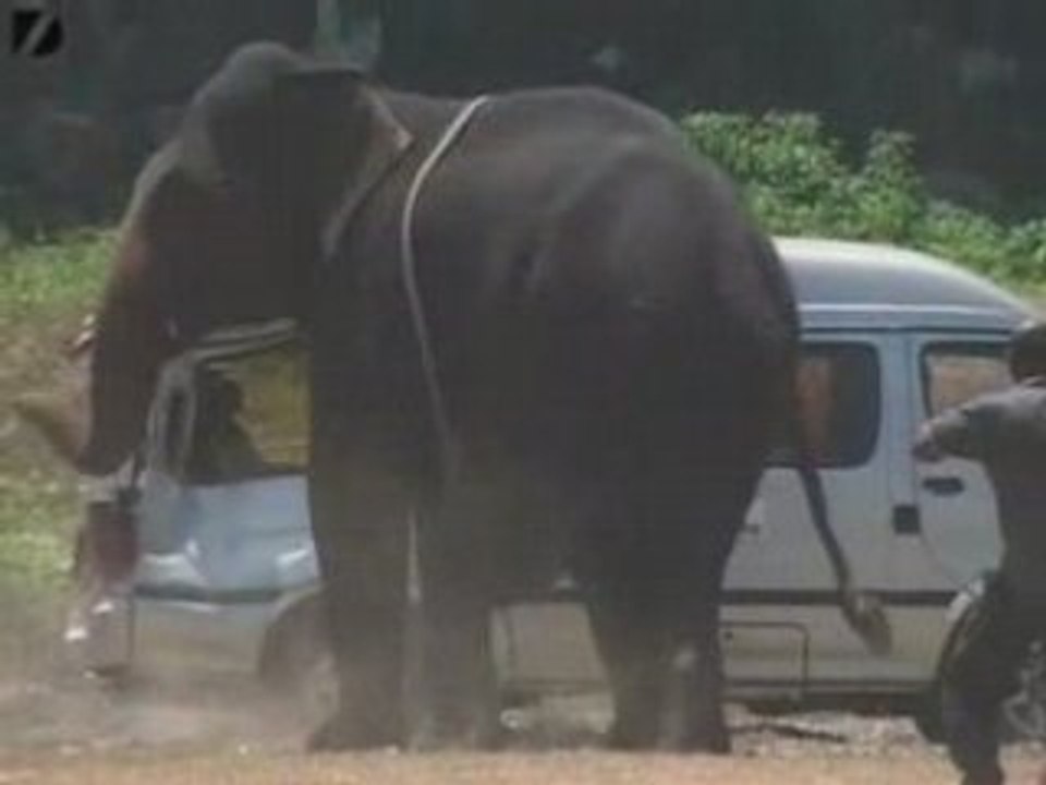 Violent Elephant