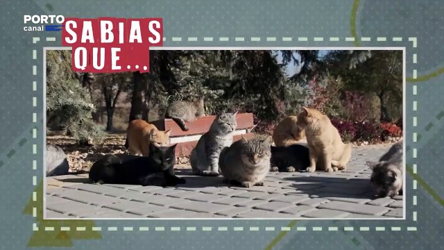 Veterinários Todo o Terreno - Sabias que