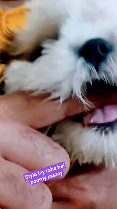 Puppy Shihtzu Stylo Learning How To Bite
