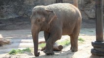 Beloved Former Circus Elephant Leaving San Antonio Zoo For Tennessee Sanctuary